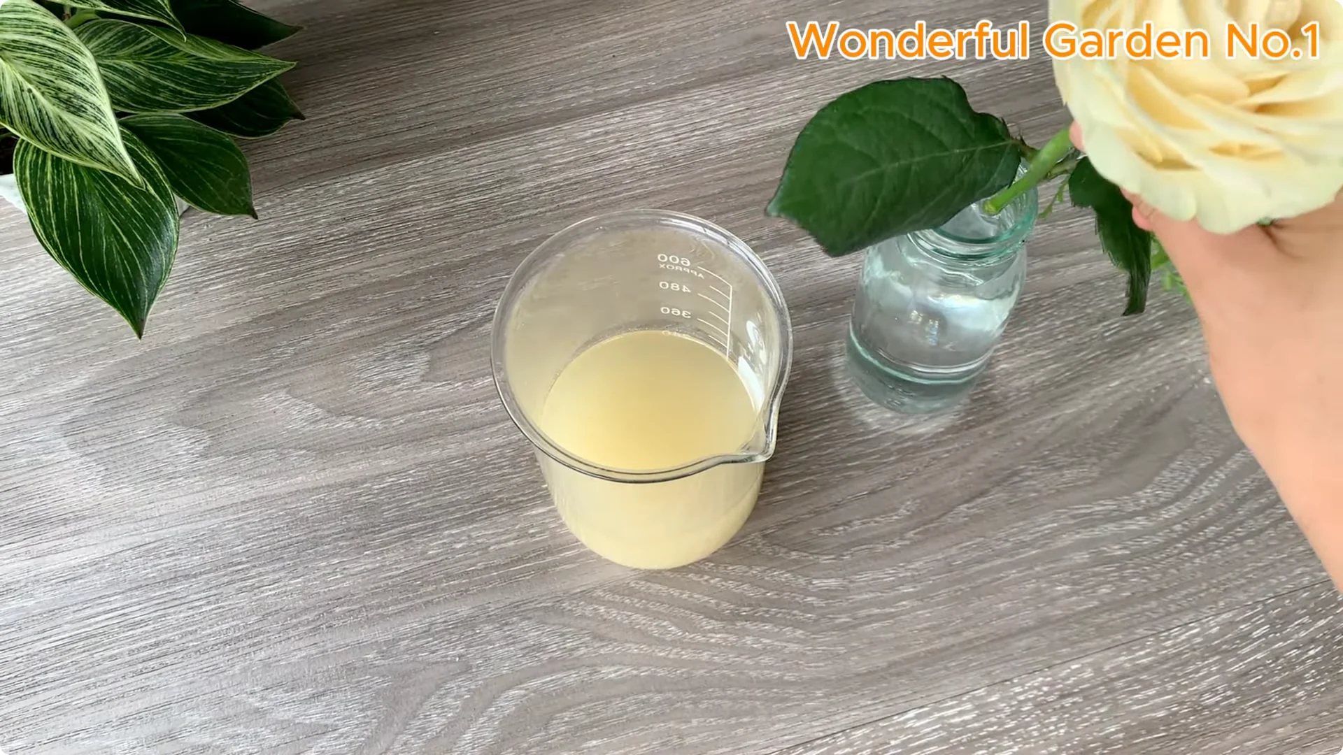 How Soaking Rose Cuttings Sparks Year-Round Blooms screenshot 8