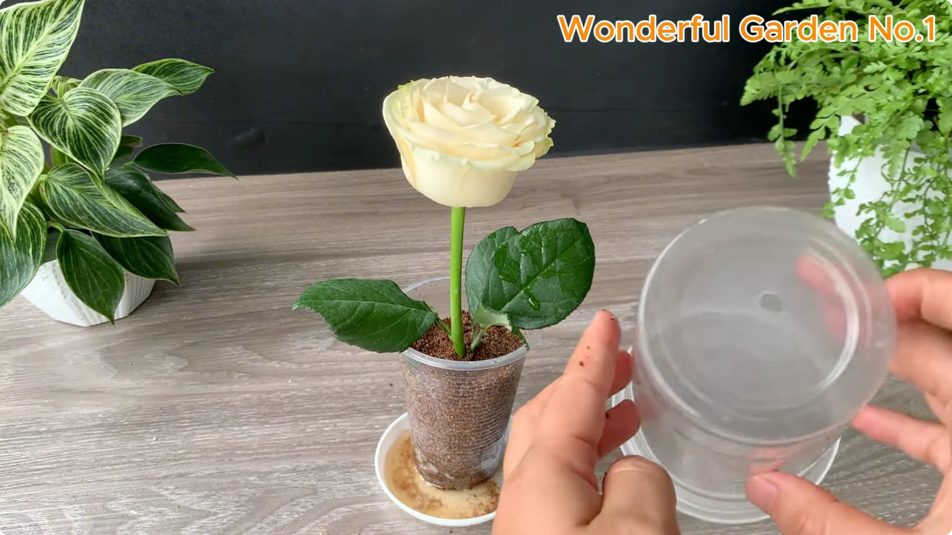 How Soaking Rose Cuttings Sparks Year-Round Blooms screenshot 9