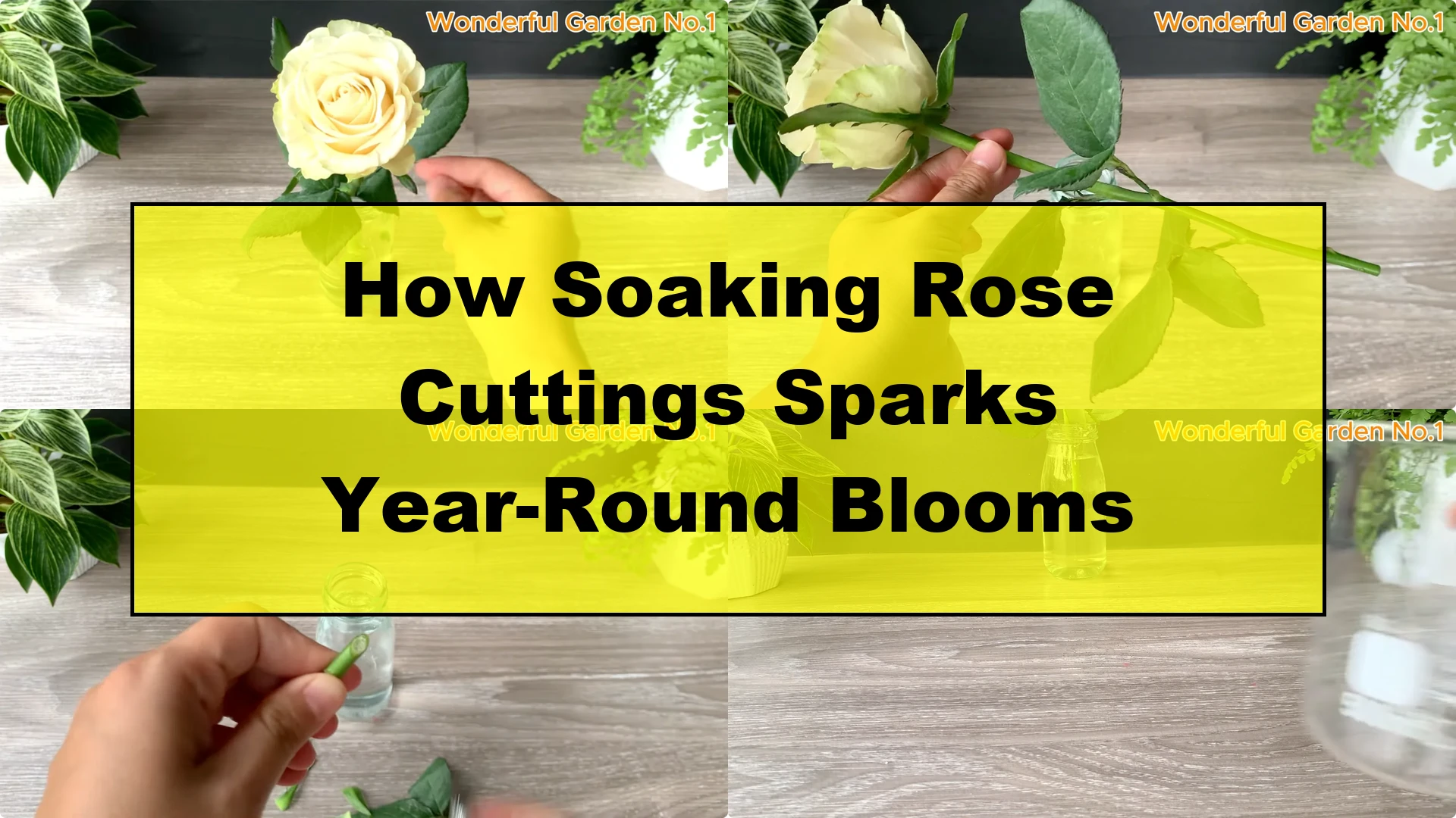 How Soaking Rose Cuttings Sparks Year-Round Blooms - Featured Image