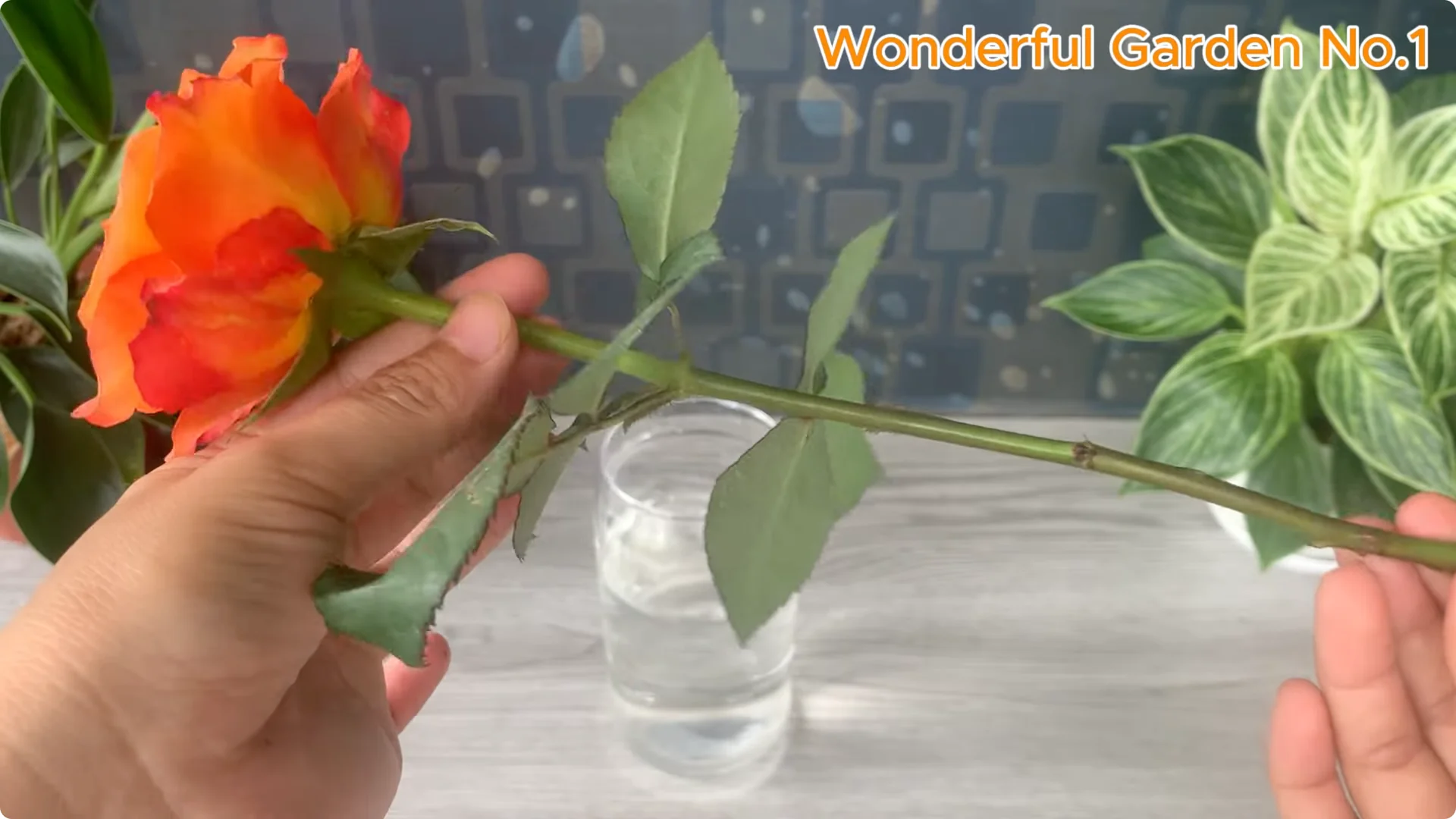 How This Simple Trick Makes Rose Branches Root and Bloom Year-Round screenshot 1