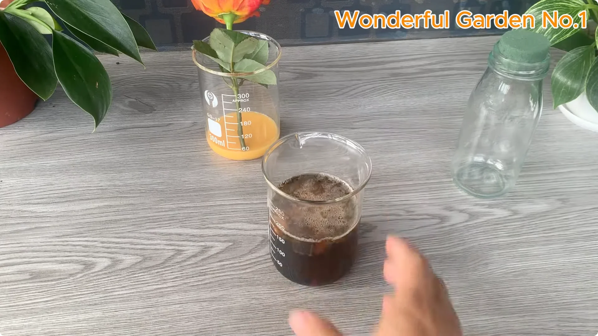 How This Simple Trick Makes Rose Branches Root and Bloom Year-Round screenshot 12