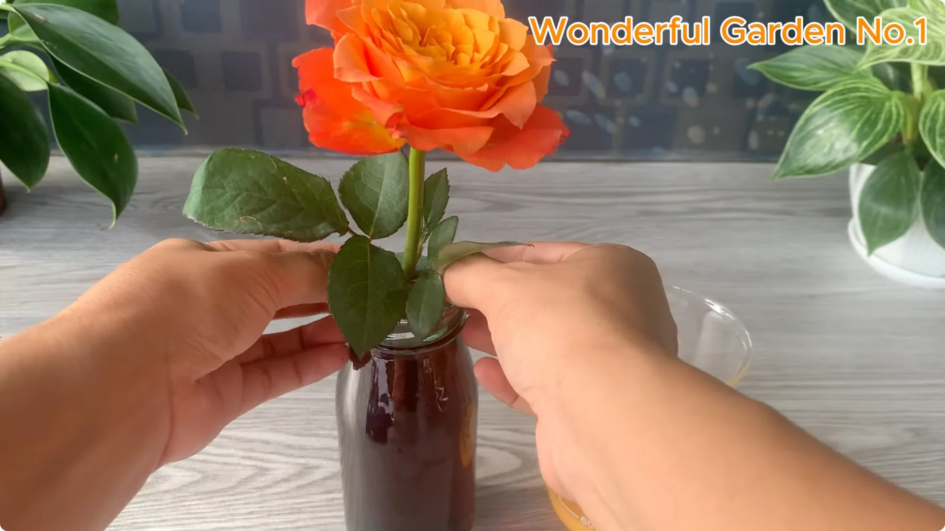 How This Simple Trick Makes Rose Branches Root and Bloom Year-Round screenshot 13