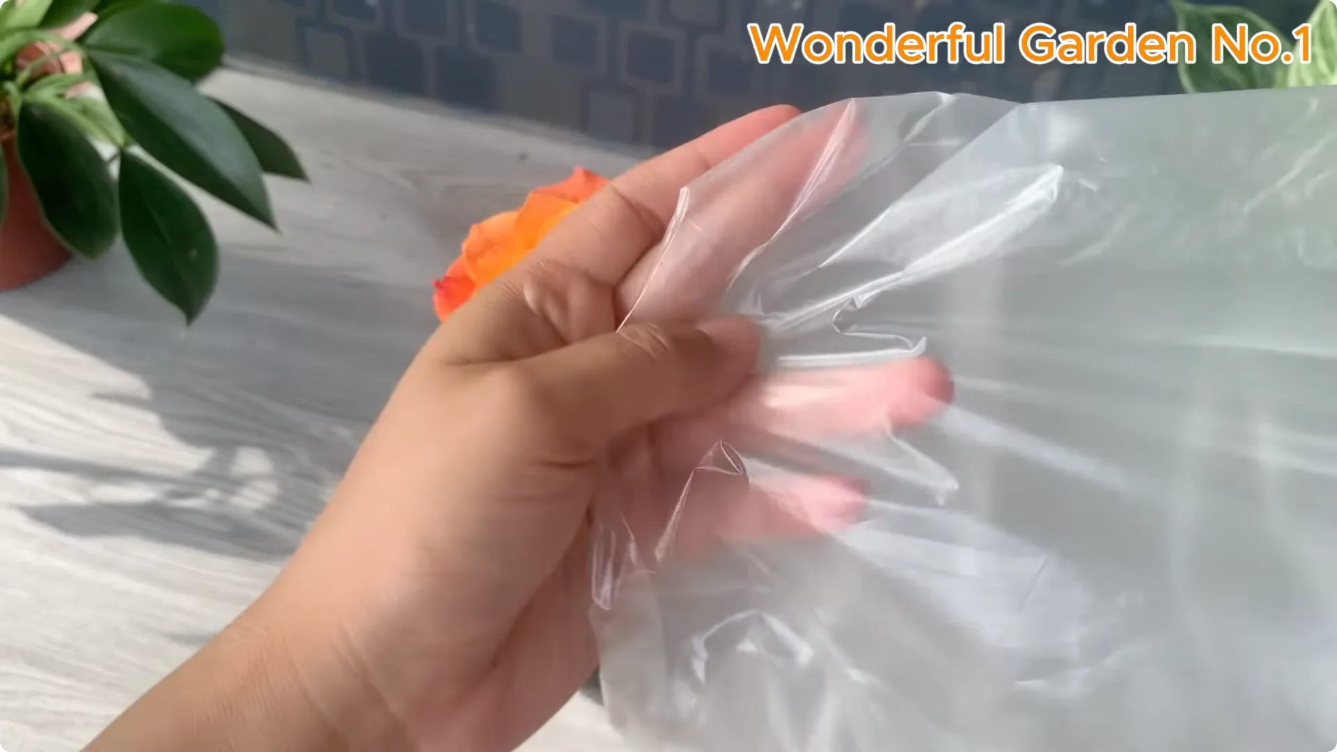 How This Simple Trick Makes Rose Branches Root and Bloom Year-Round screenshot 14