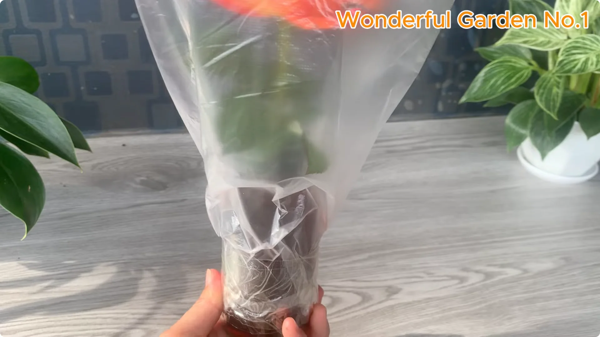 How This Simple Trick Makes Rose Branches Root and Bloom Year-Round screenshot 15