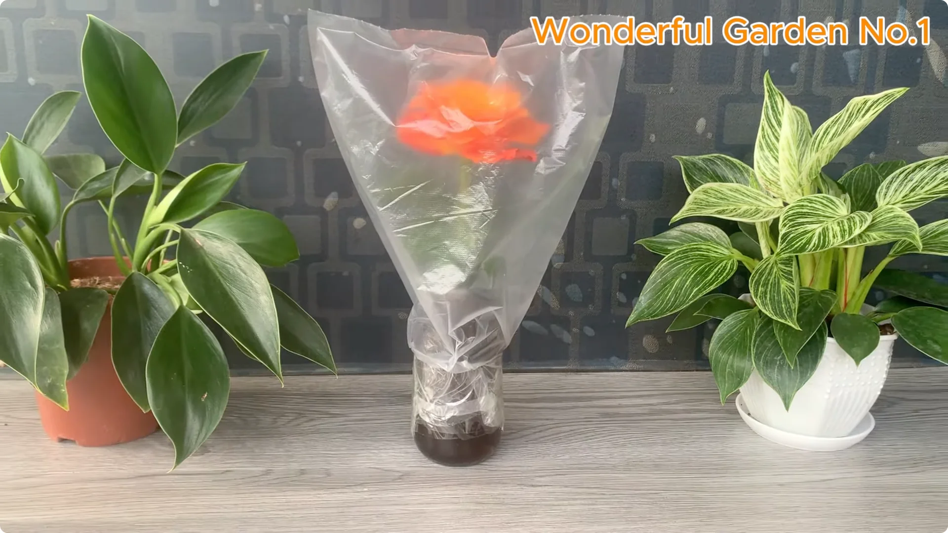 How This Simple Trick Makes Rose Branches Root and Bloom Year-Round screenshot 16