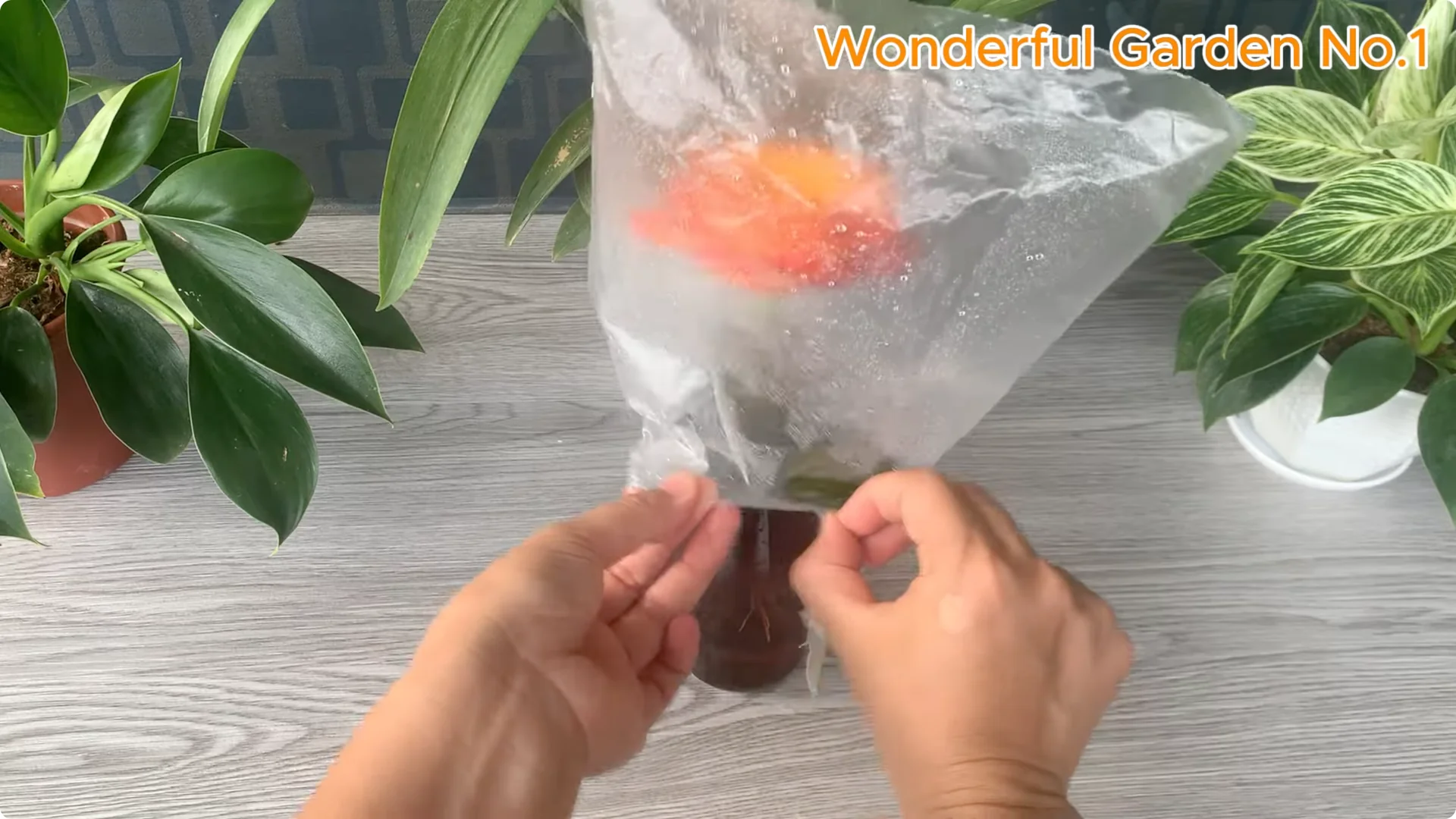 How This Simple Trick Makes Rose Branches Root and Bloom Year-Round screenshot 17