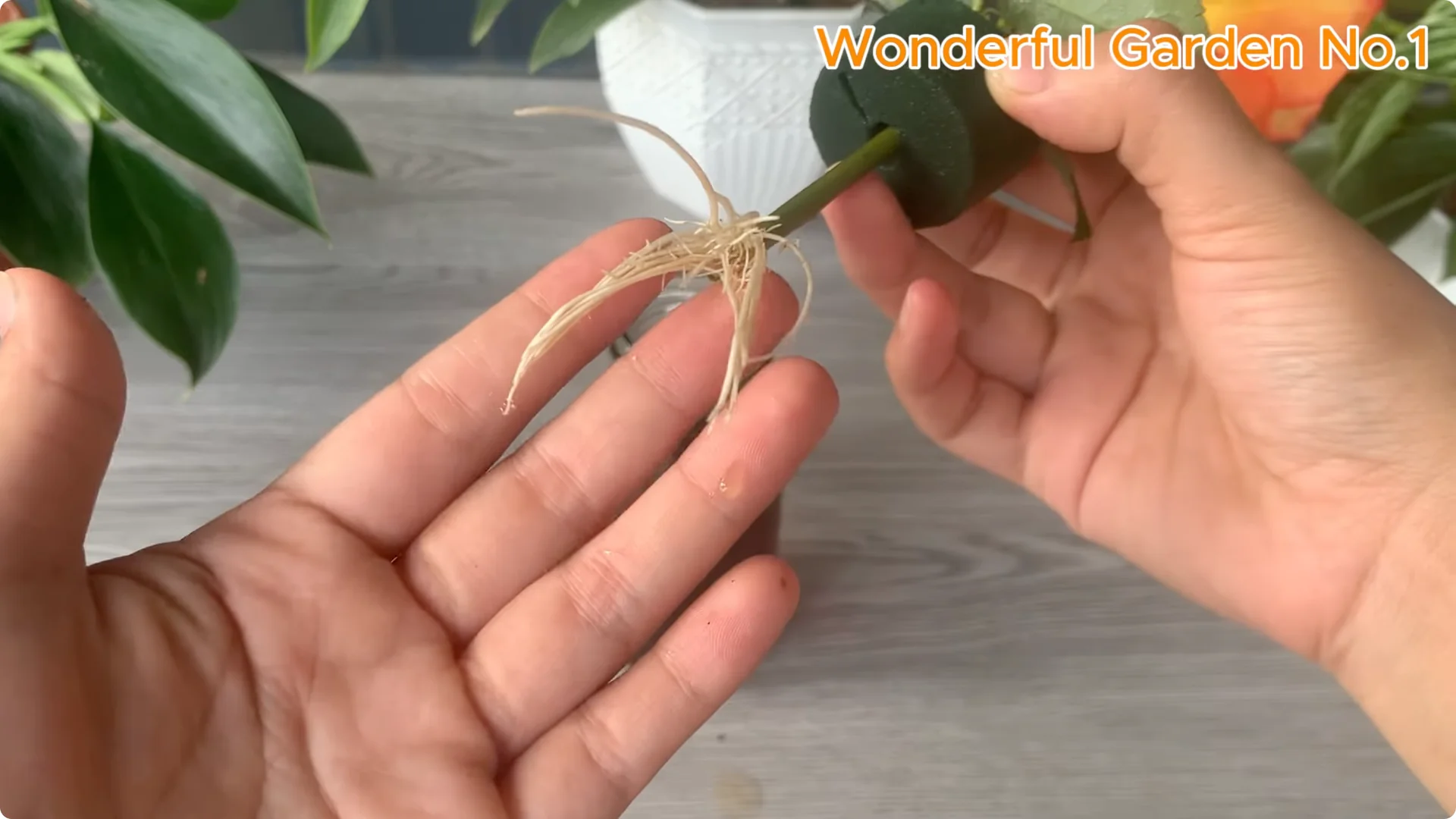 How This Simple Trick Makes Rose Branches Root and Bloom Year-Round screenshot 18