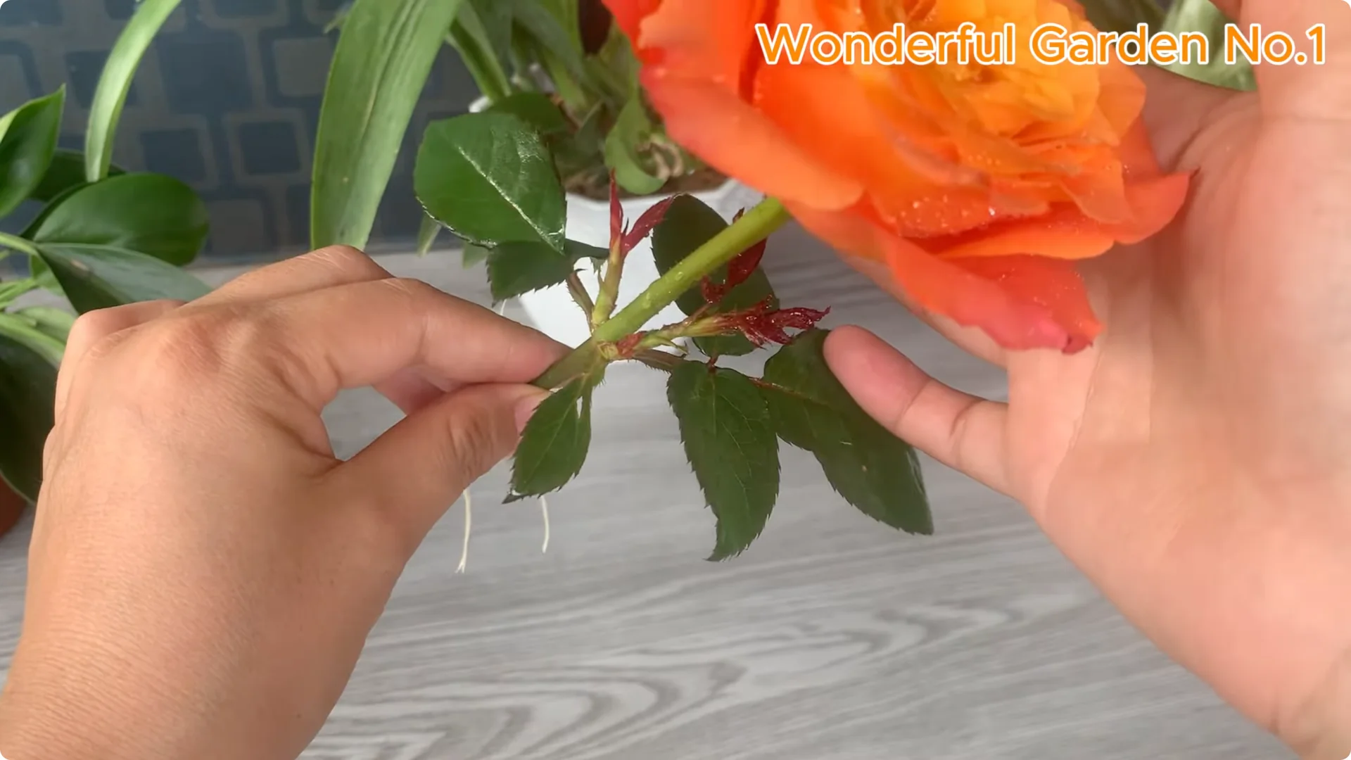 How This Simple Trick Makes Rose Branches Root and Bloom Year-Round screenshot 19