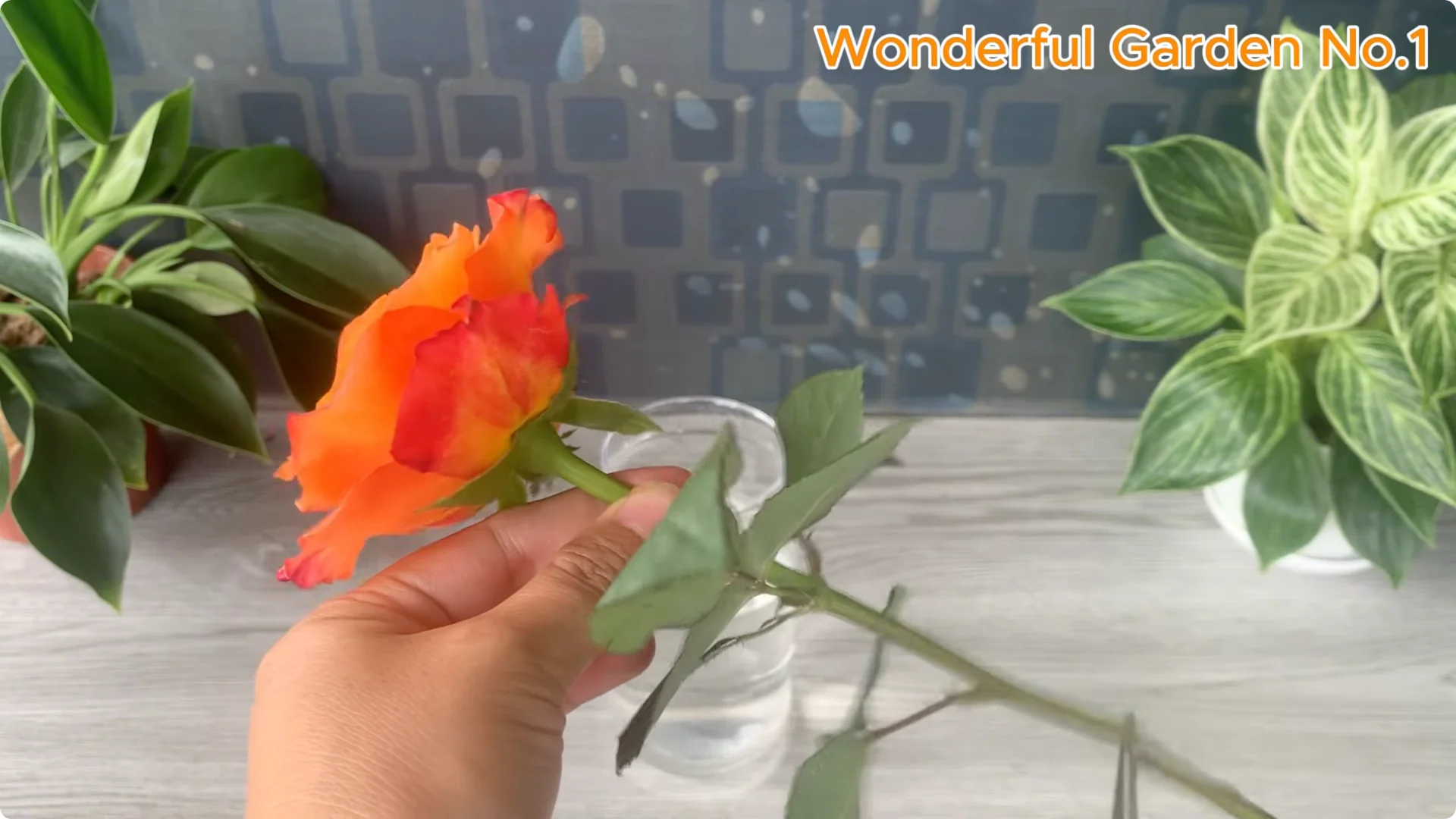 How This Simple Trick Makes Rose Branches Root and Bloom Year-Round screenshot 2