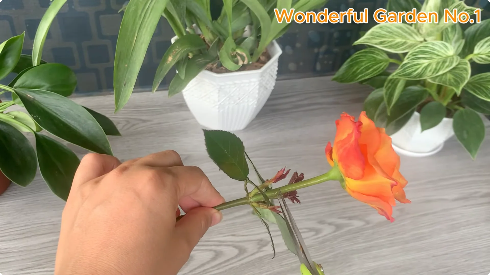 How This Simple Trick Makes Rose Branches Root and Bloom Year-Round screenshot 20