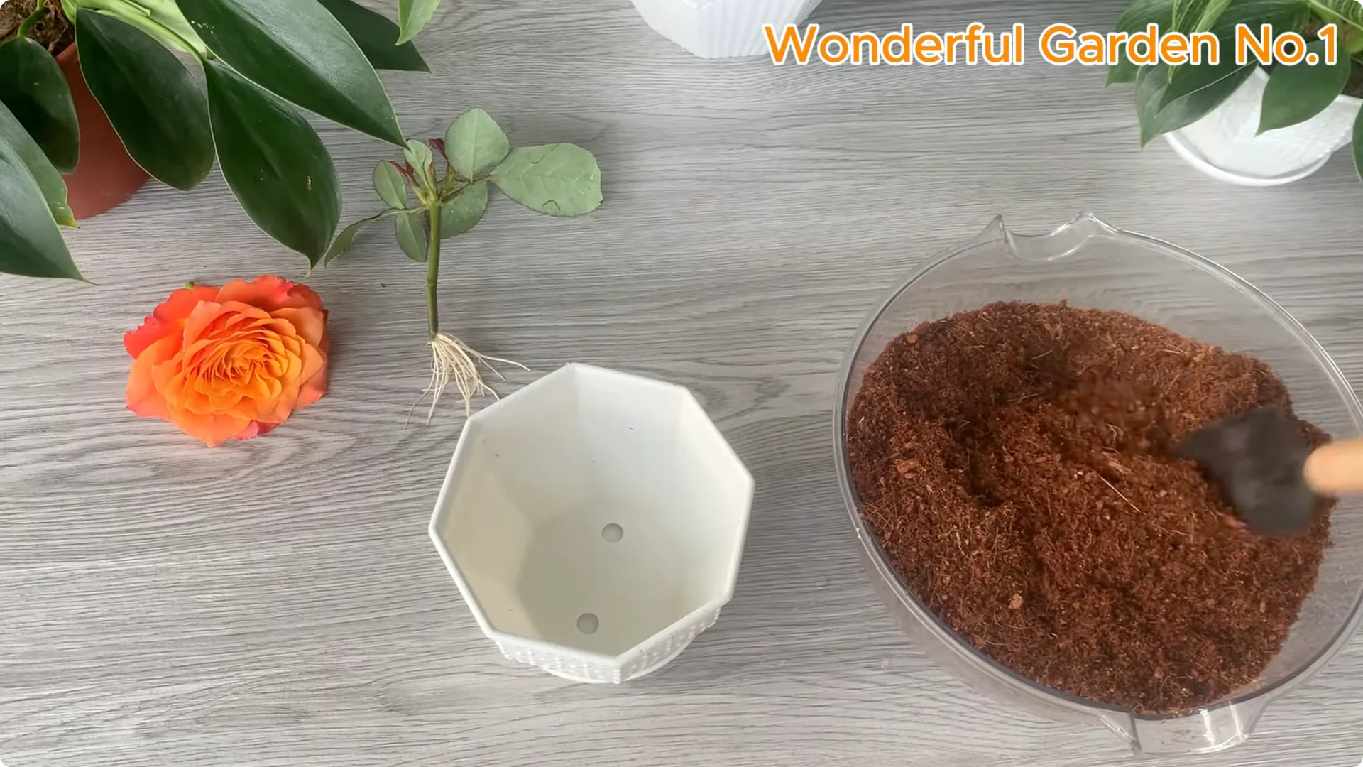 How This Simple Trick Makes Rose Branches Root and Bloom Year-Round screenshot 21