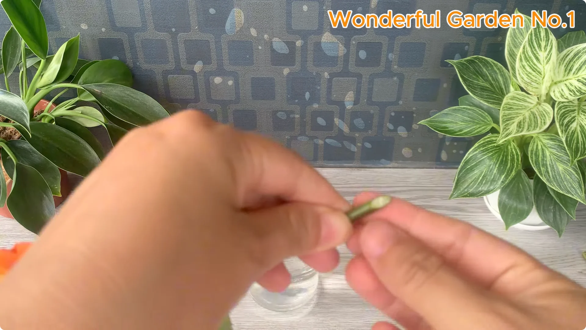 How This Simple Trick Makes Rose Branches Root and Bloom Year-Round screenshot 3