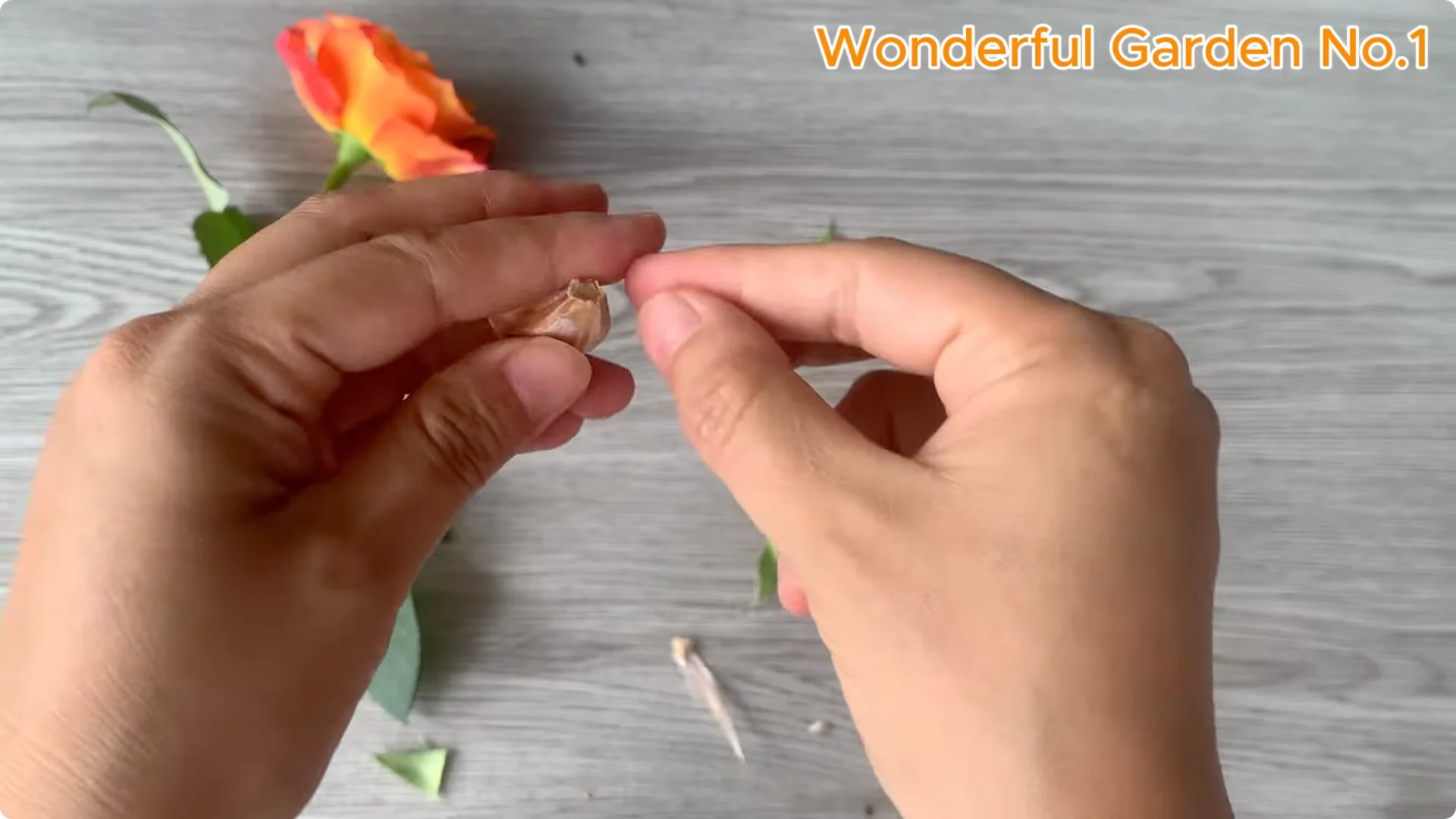 How This Simple Trick Makes Rose Branches Root and Bloom Year-Round screenshot 4