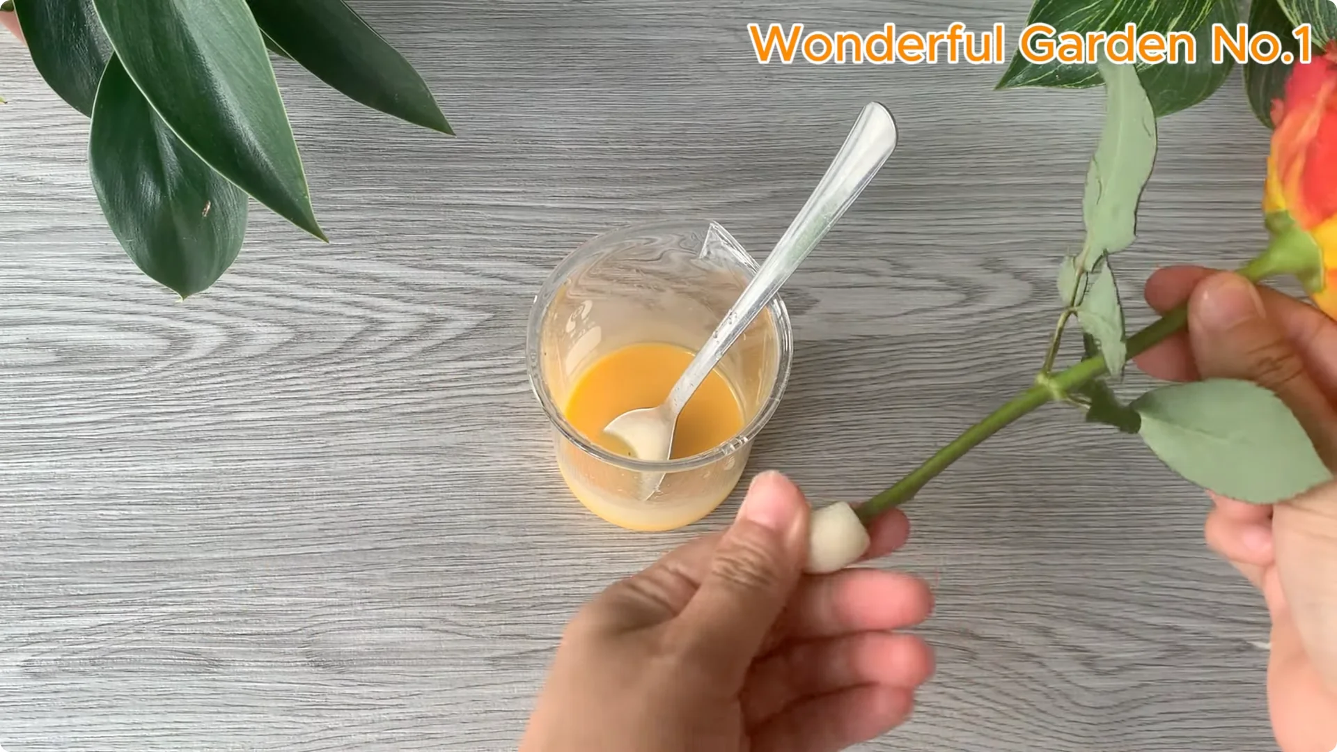 How This Simple Trick Makes Rose Branches Root and Bloom Year-Round screenshot 5