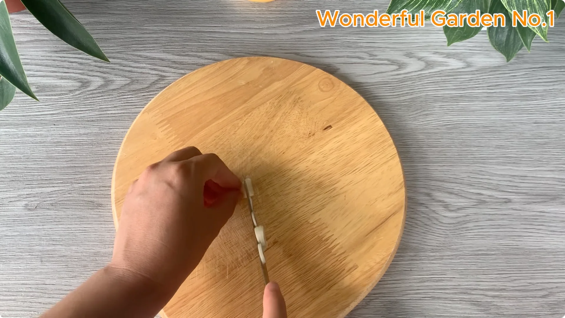 How This Simple Trick Makes Rose Branches Root and Bloom Year-Round screenshot 6