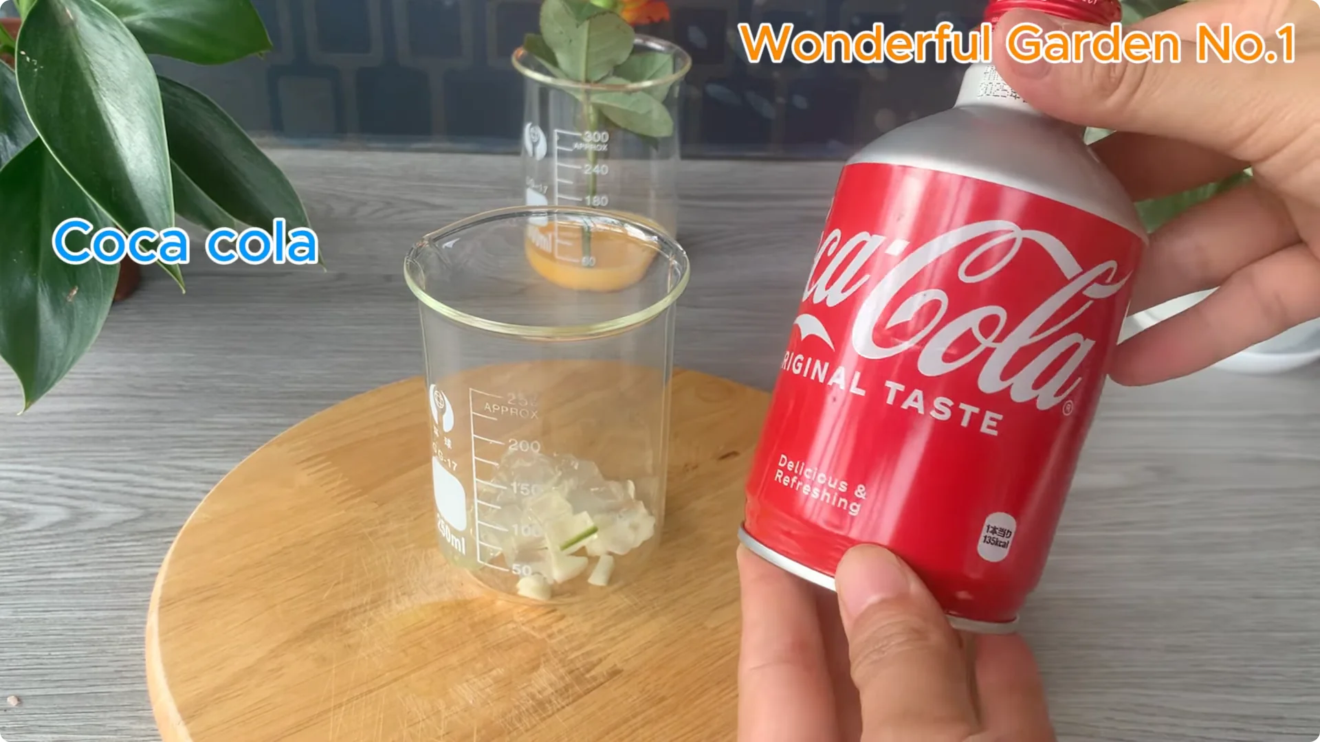 How This Simple Trick Makes Rose Branches Root and Bloom Year-Round screenshot 8