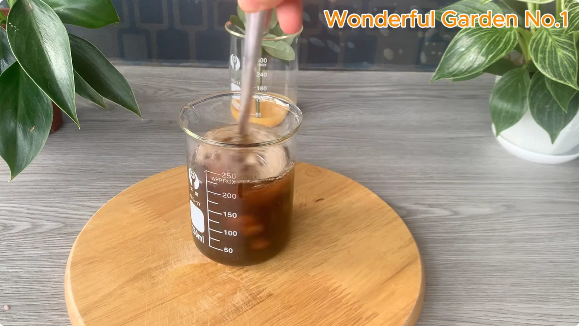 How This Simple Trick Makes Rose Branches Root and Bloom Year-Round screenshot 9