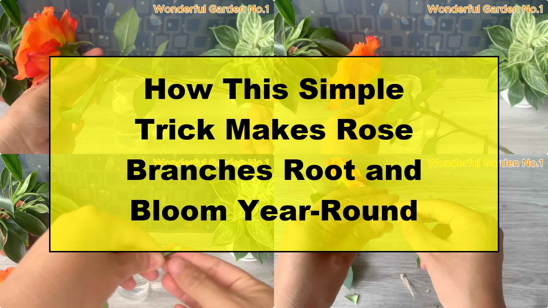 How This Simple Trick Makes Rose Branches Root and Bloom Year-Round - Featured Image