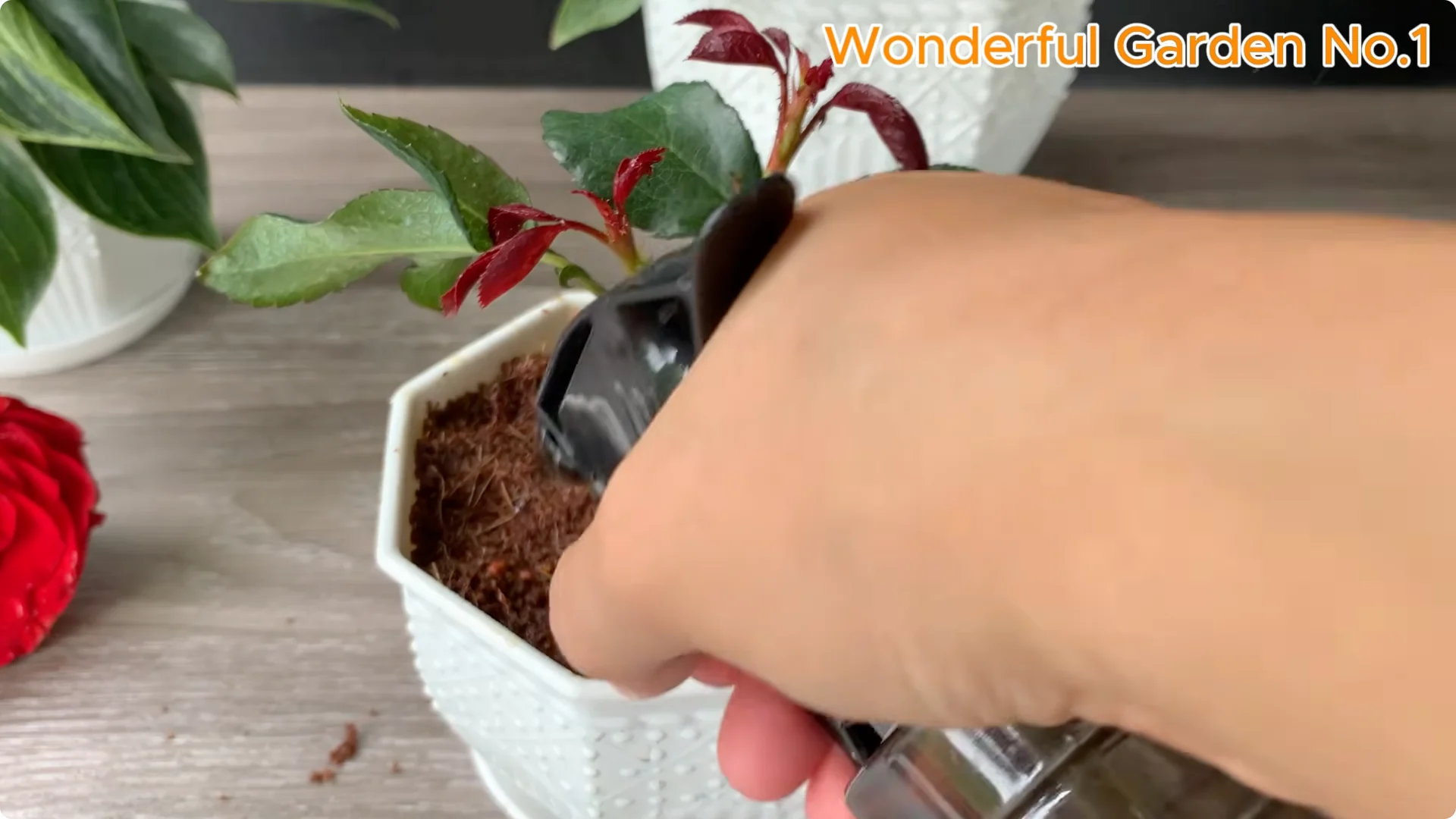 How This Water Creates 999 Rose Roots Overnight screenshot 10