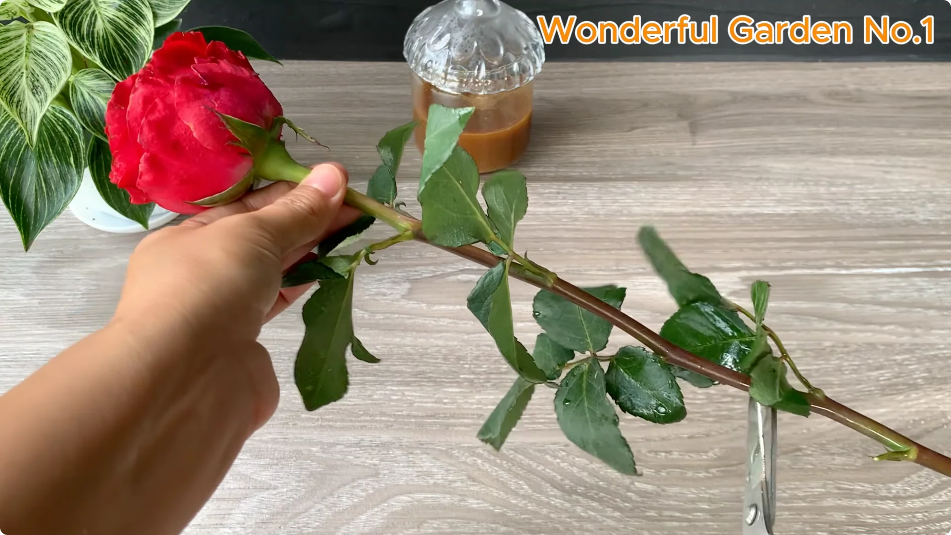 How This Water Creates 999 Rose Roots Overnight screenshot 5