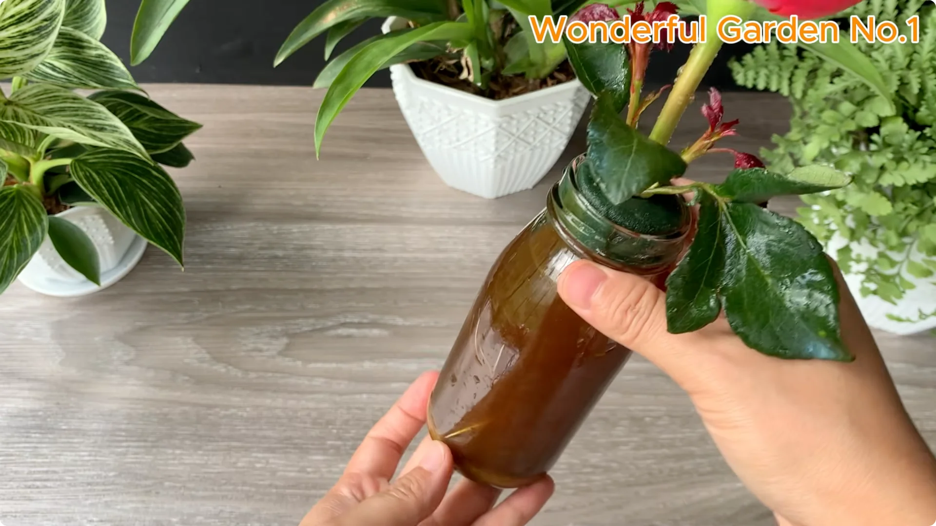 How This Water Creates 999 Rose Roots Overnight screenshot 8