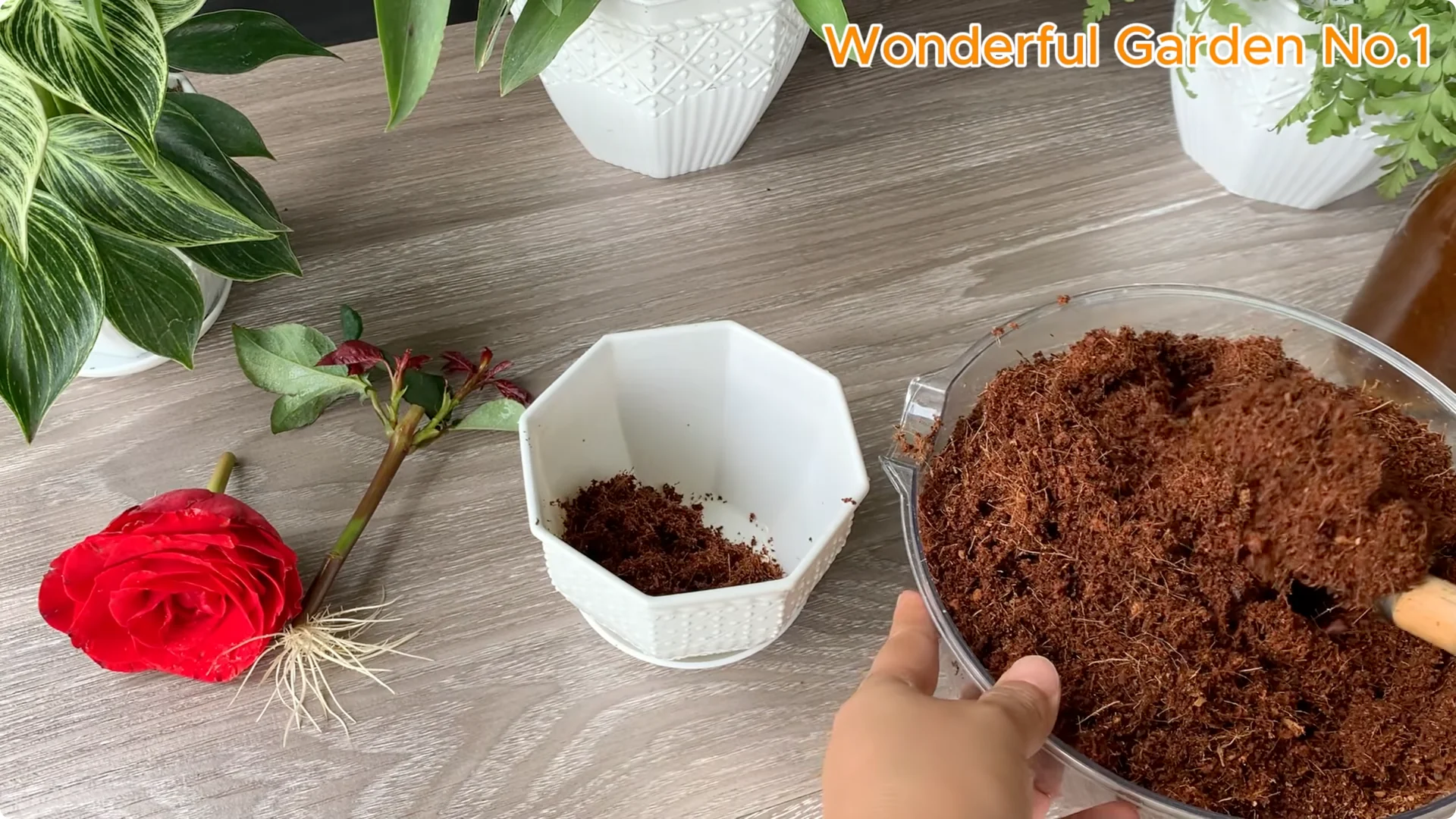 How This Water Creates 999 Rose Roots Overnight screenshot 9