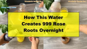 How This Water Creates 999 Rose Roots Overnight - Featured Image