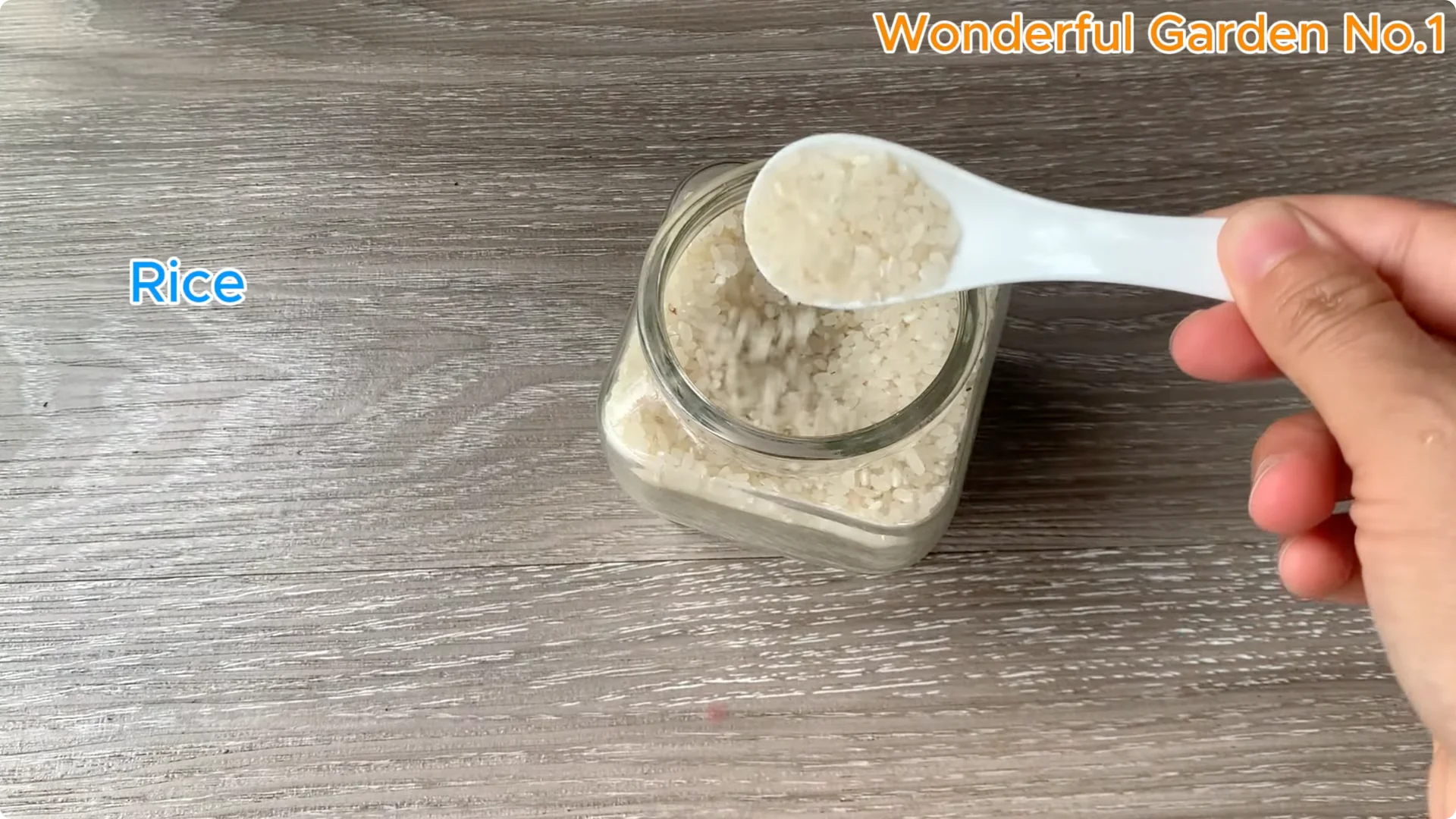 How to Grow 1001 Rose Roots from One Cutting Overnight screenshot 1