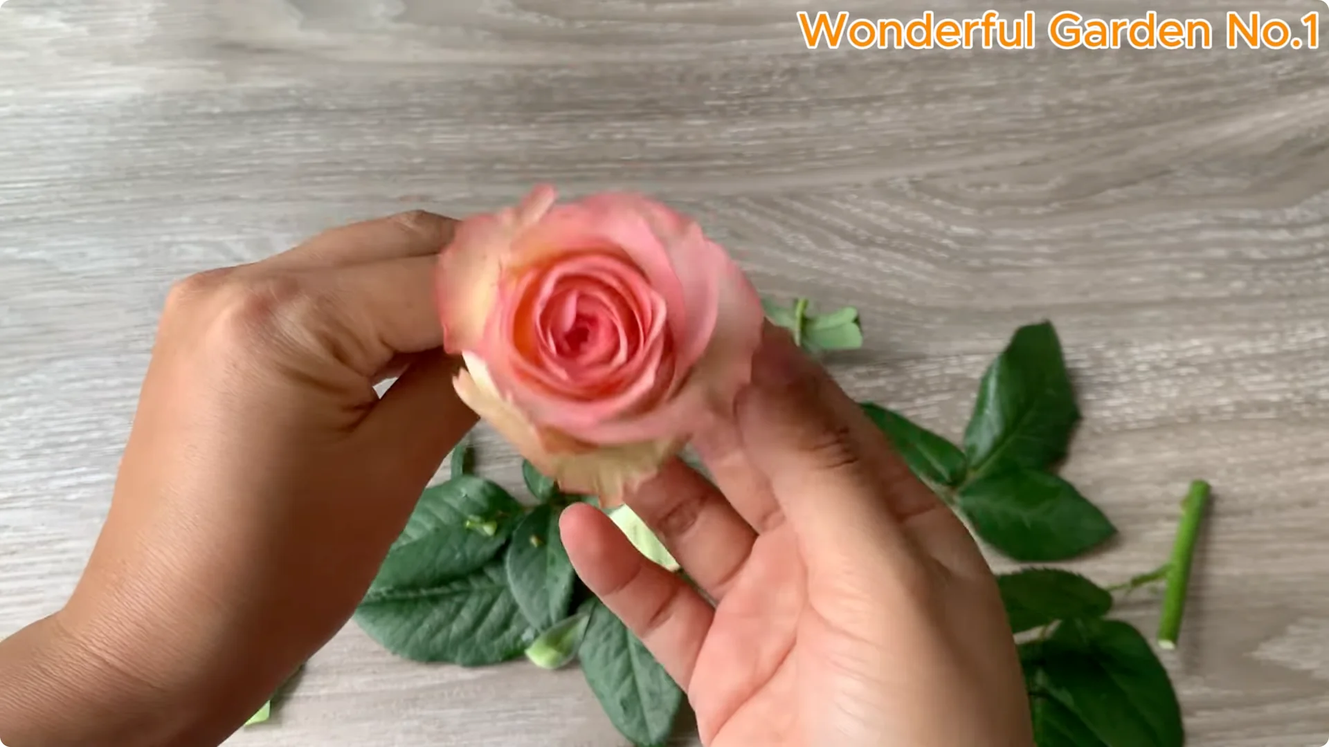 How to Grow 1001 Rose Roots from One Cutting Overnight screenshot 10