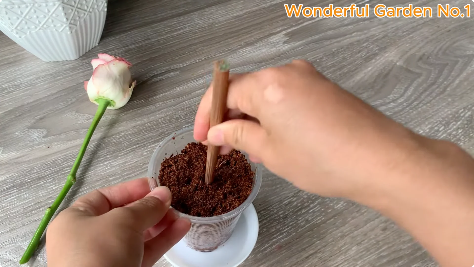How to Grow 1001 Rose Roots from One Cutting Overnight screenshot 14