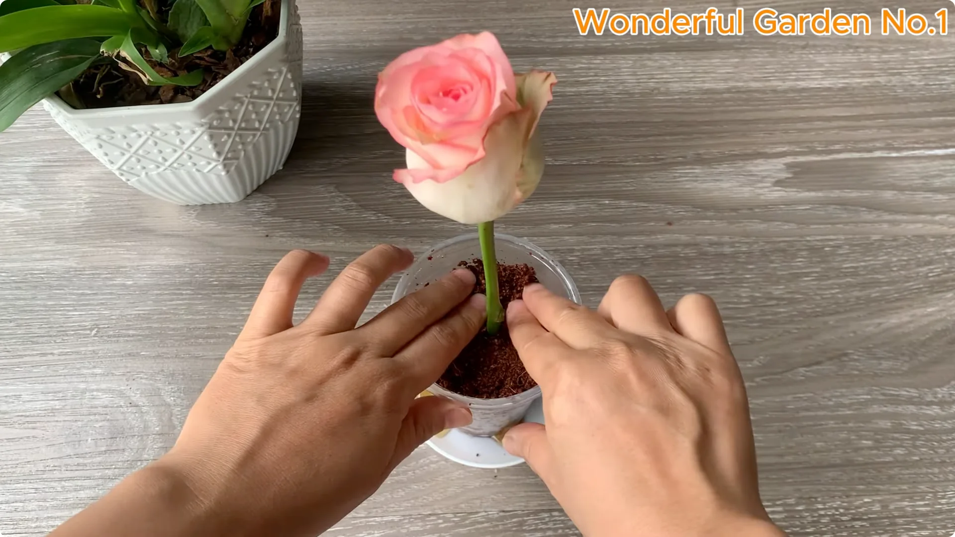 How to Grow 1001 Rose Roots from One Cutting Overnight screenshot 15