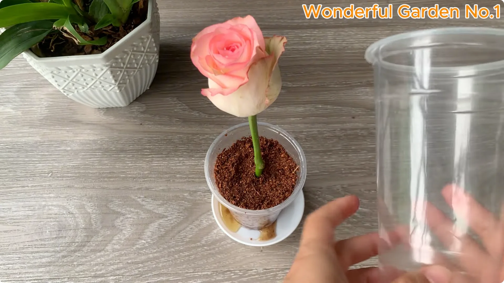 How to Grow 1001 Rose Roots from One Cutting Overnight screenshot 16
