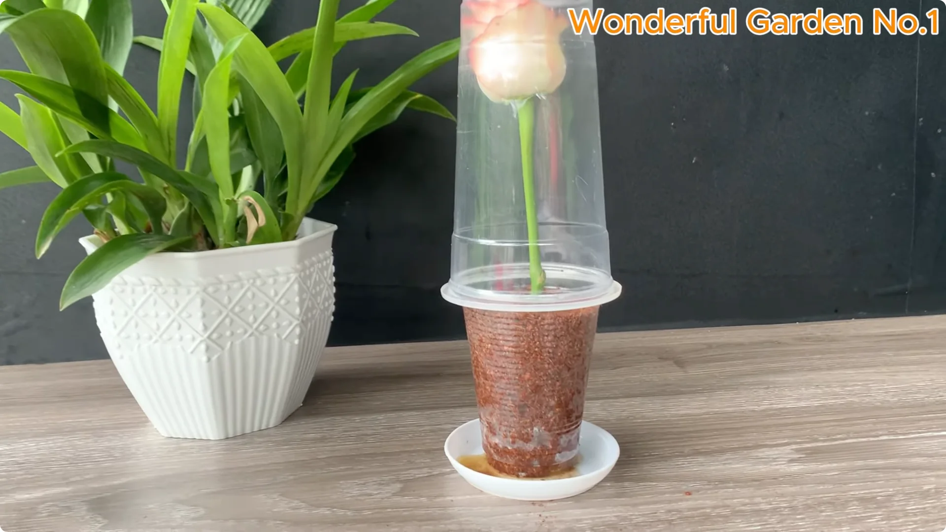 How to Grow 1001 Rose Roots from One Cutting Overnight screenshot 17