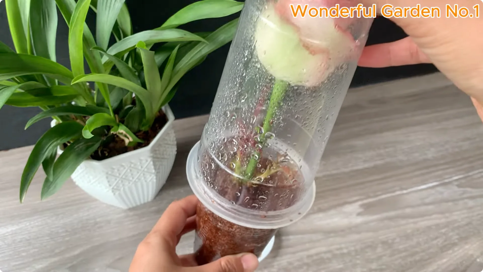 How to Grow 1001 Rose Roots from One Cutting Overnight screenshot 18
