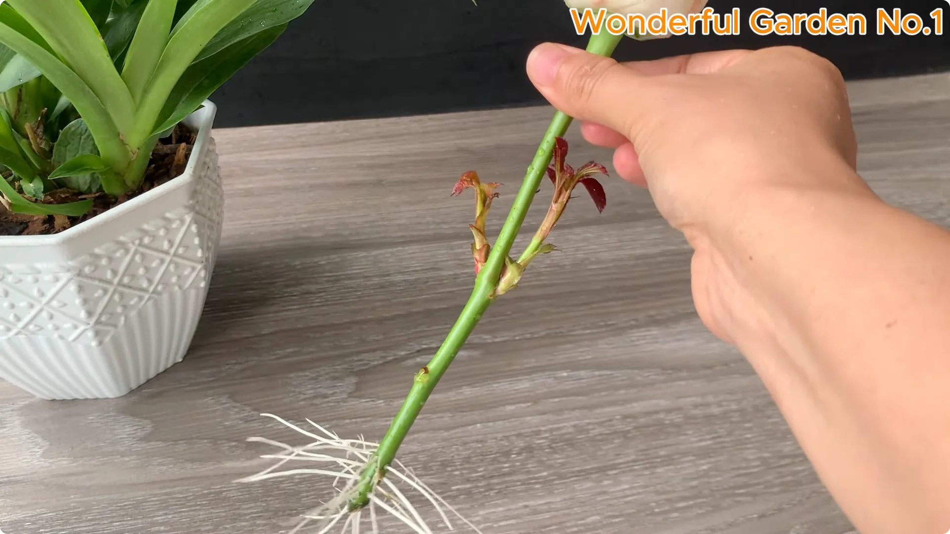 How to Grow 1001 Rose Roots from One Cutting Overnight screenshot 19