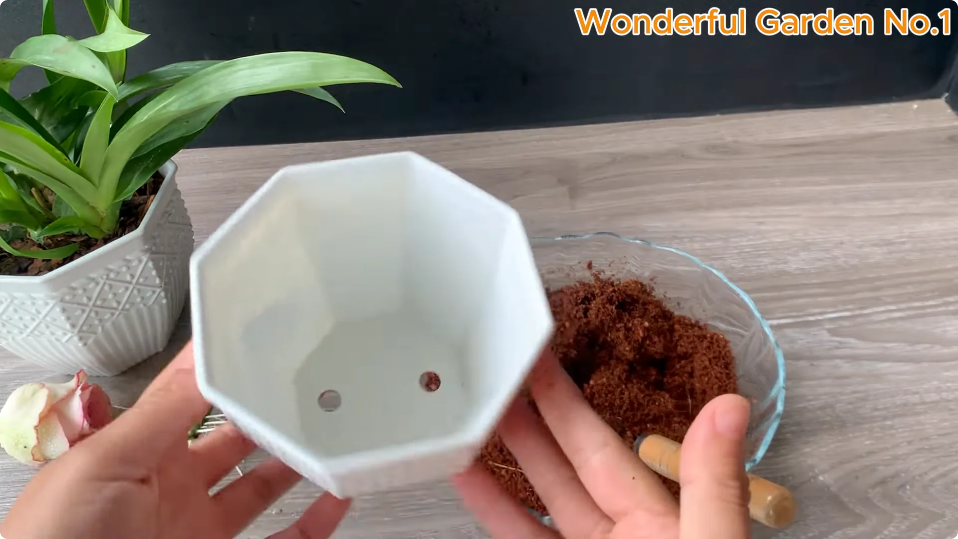 How to Grow 1001 Rose Roots from One Cutting Overnight screenshot 21