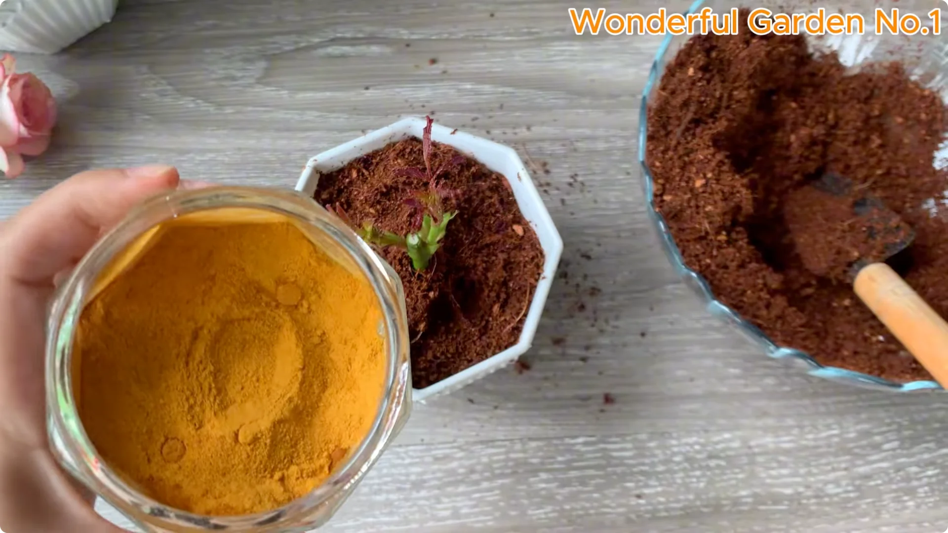 How to Grow 1001 Rose Roots from One Cutting Overnight screenshot 22