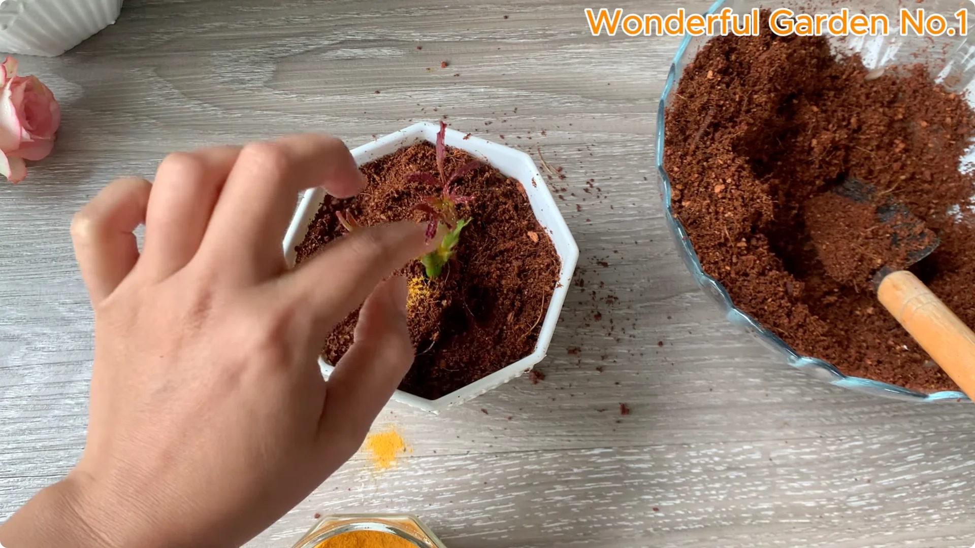 How to Grow 1001 Rose Roots from One Cutting Overnight screenshot 23