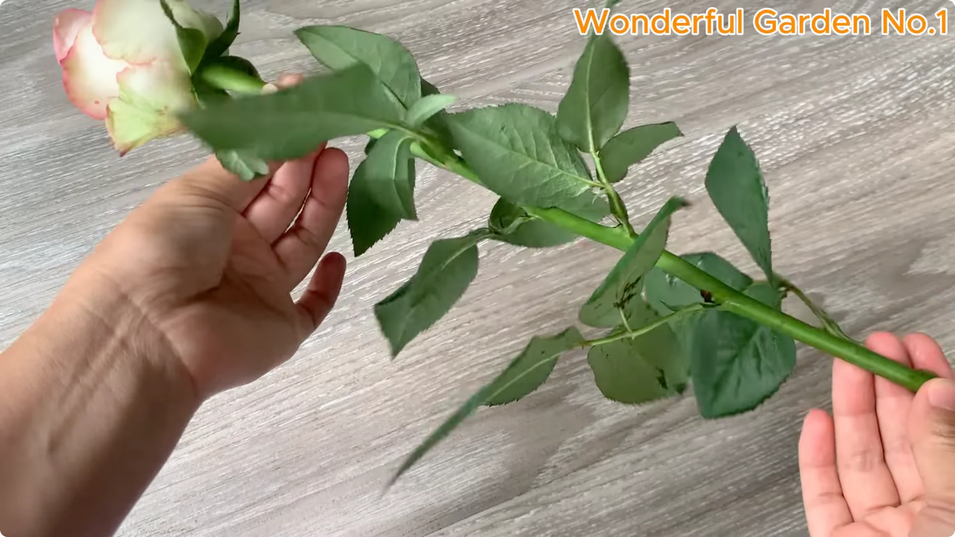 How to Grow 1001 Rose Roots from One Cutting Overnight screenshot 6