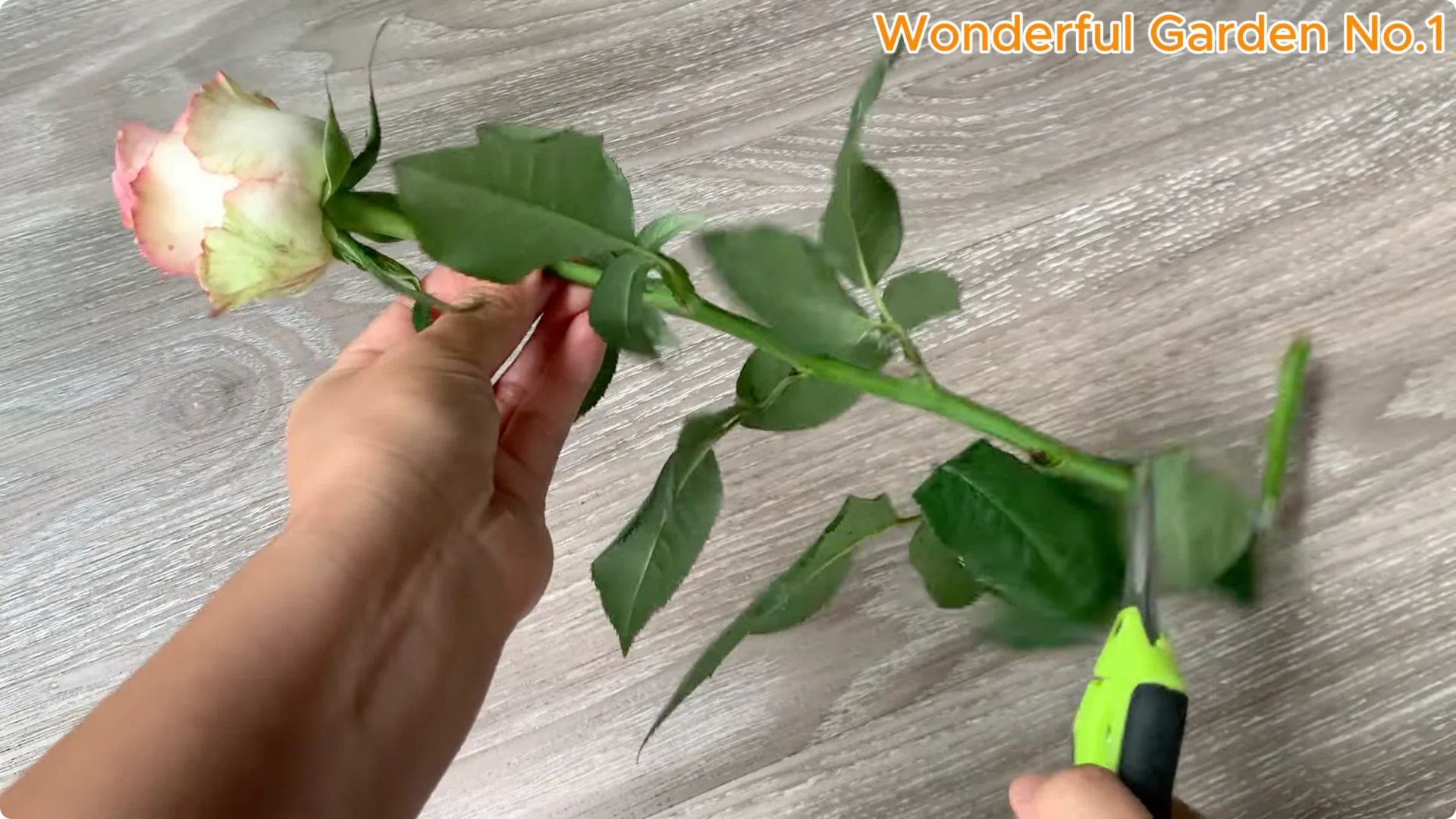 How to Grow 1001 Rose Roots from One Cutting Overnight screenshot 7