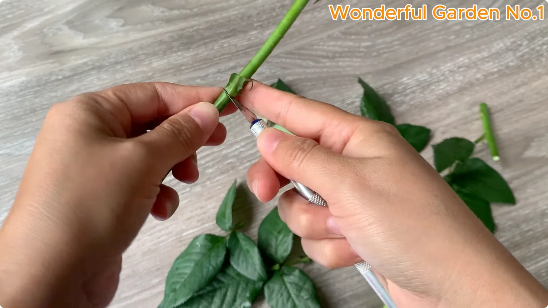 How to Grow 1001 Rose Roots from One Cutting Overnight screenshot 8