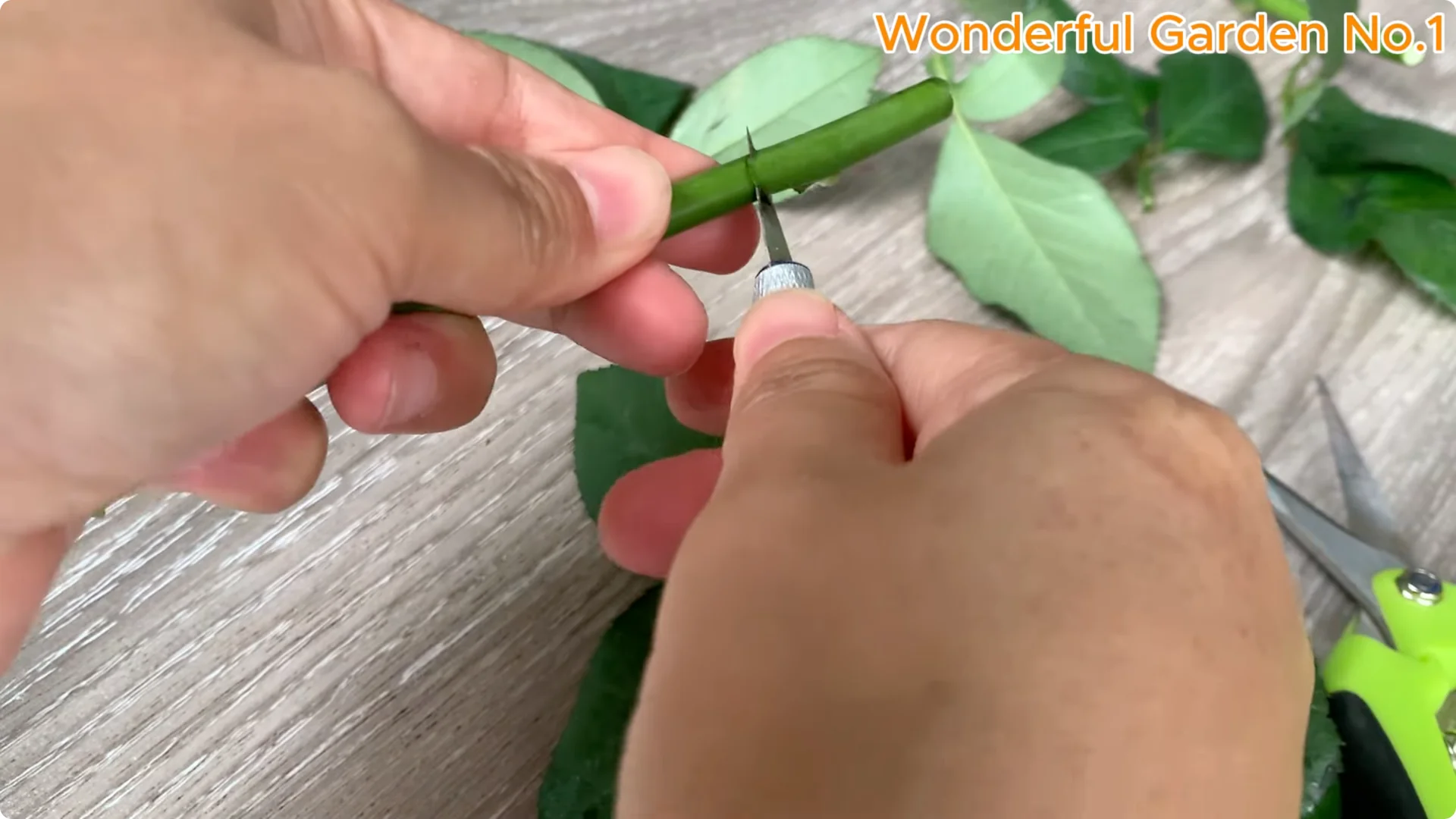 How to Grow 1001 Rose Roots from One Cutting Overnight screenshot 9