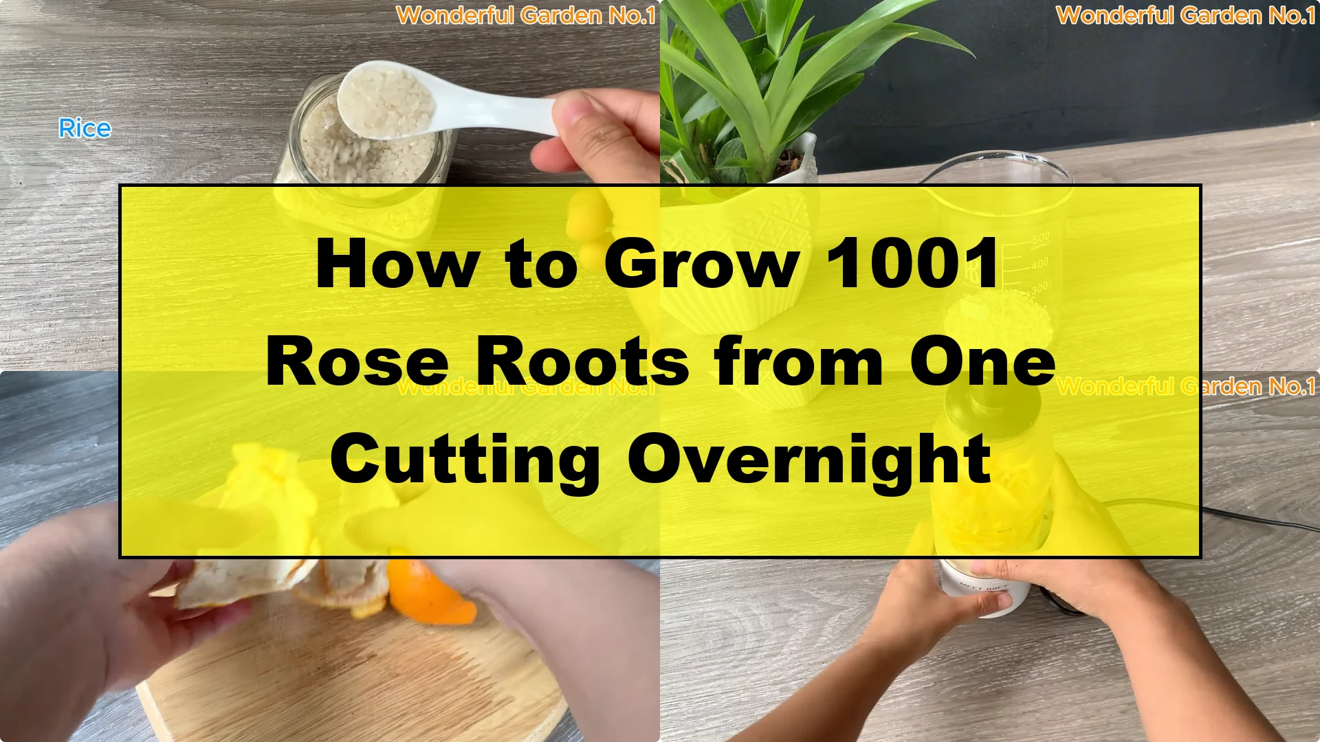 How to Grow 1001 Rose Roots from One Cutting Overnight - Featured Image