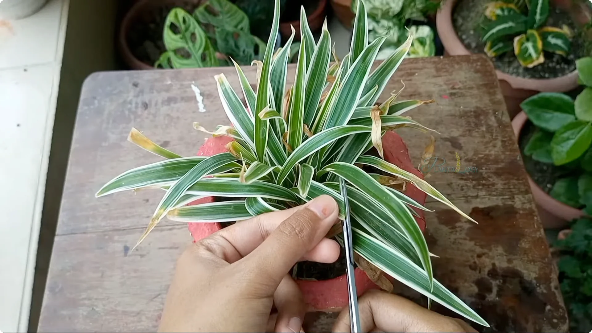 How to Instantly Fix Brown Leaf Tips on Houseplants screenshot 1