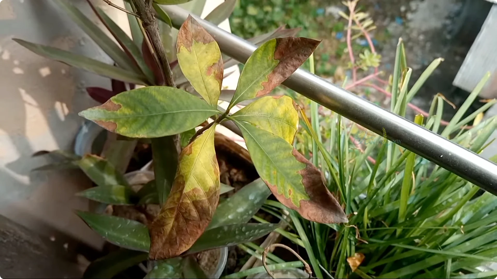 How to Instantly Fix Brown Leaf Tips on Houseplants screenshot 2