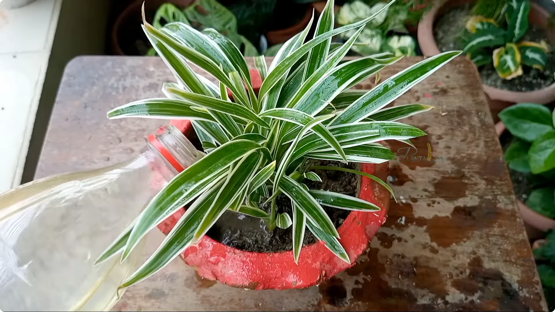How to Instantly Fix Brown Leaf Tips on Houseplants screenshot 3
