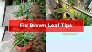 How to Instantly Fix Brown Leaf Tips on Houseplants - Featured Image