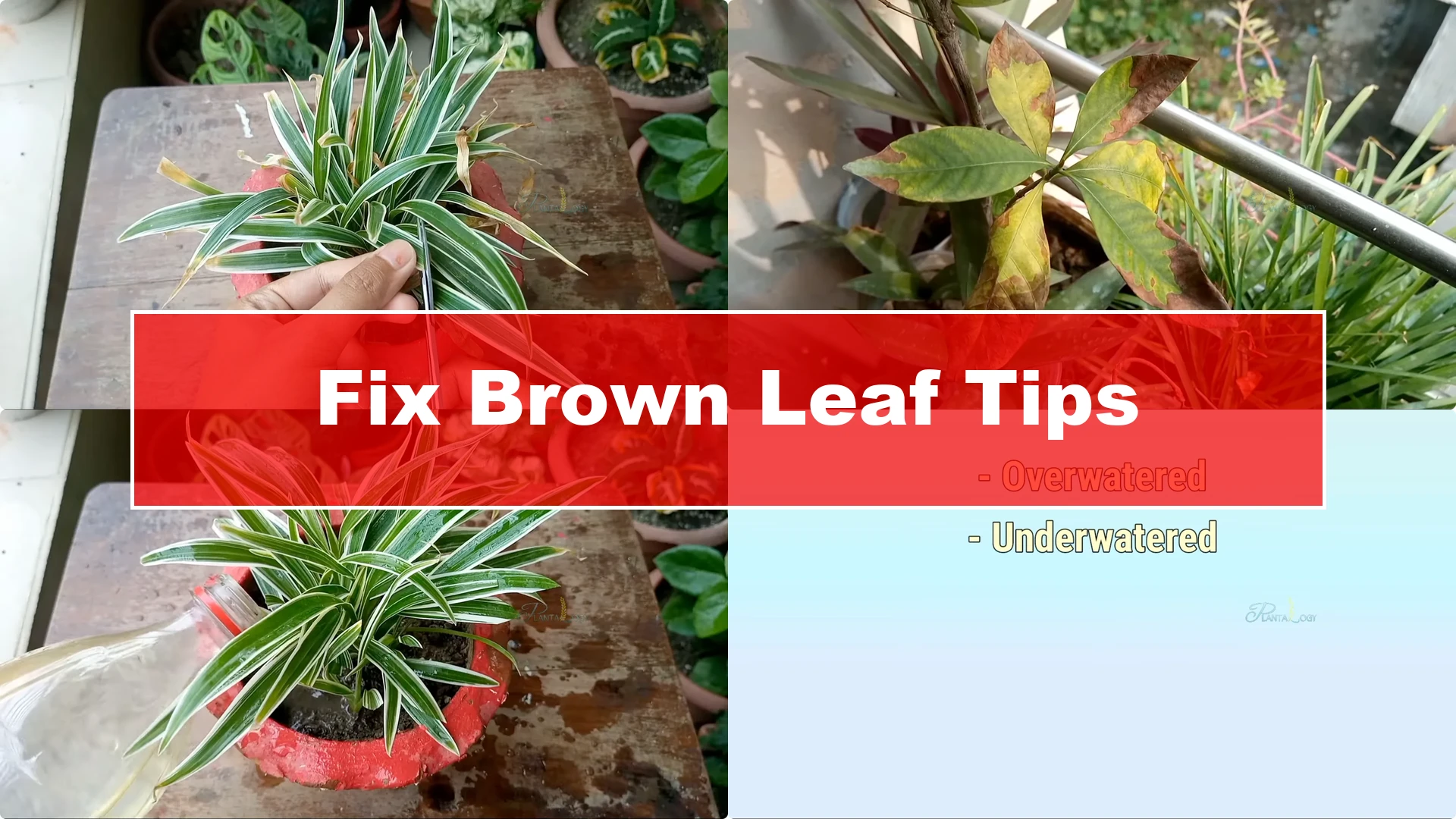 How to Instantly Fix Brown Leaf Tips on Houseplants - Featured Image