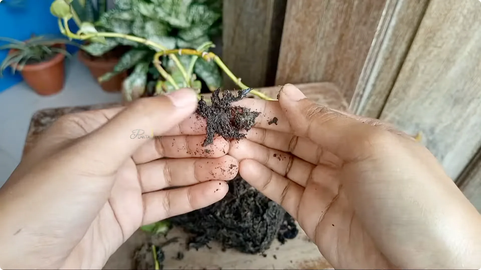 How to Rescue a Struggling Pothos: Essential Care Tips screenshot 1