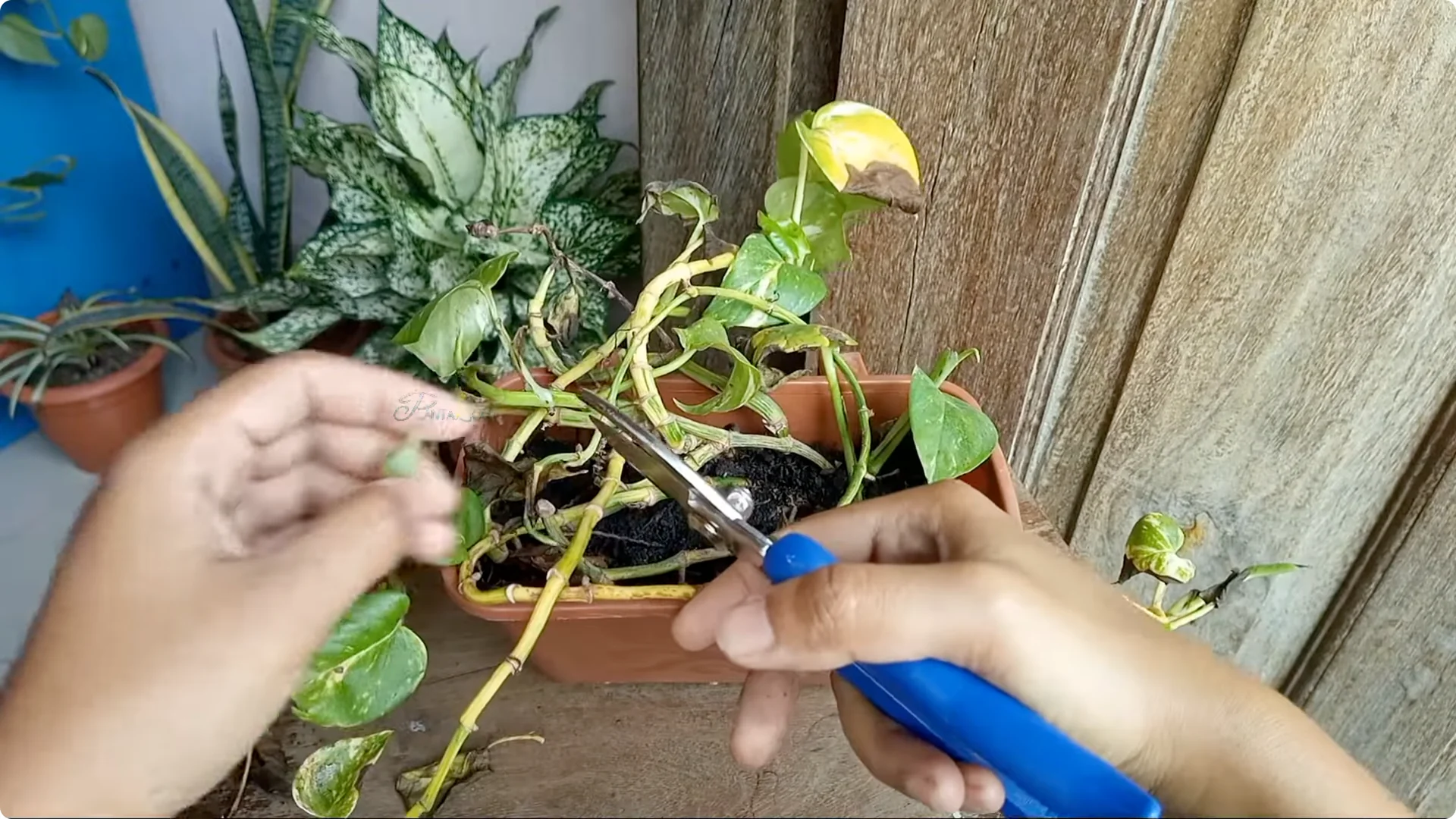 How to Rescue a Struggling Pothos: Essential Care Tips screenshot 2
